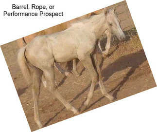 Barrel, Rope, or Performance Prospect