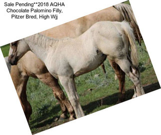 Sale Pending**2018 AQHA Chocolate Palomino Filly, Pitzer Bred, High % Wjj