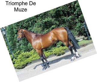 Triomphe De Muze