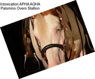 Intoxication APHA AQHA Palomino Overo Stallion