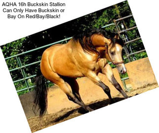 AQHA 16h Buckskin Stallion Can Only Have Buckskin or Bay On Red/Bay/Black!