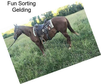 Fun Sorting Gelding