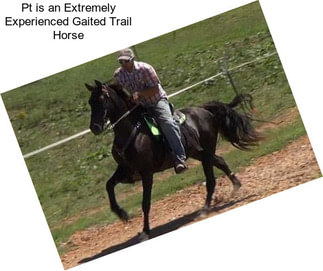 Pt is an Extremely Experienced Gaited Trail Horse