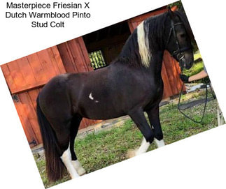 Masterpiece Friesian X Dutch Warmblood Pinto Stud Colt