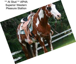 ** At Stud ** APHA Superior Western Pleasure Stallion