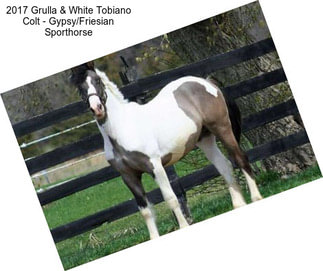 2017 Grulla & White Tobiano Colt - Gypsy/Friesian Sporthorse