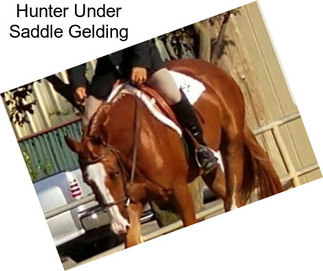 Hunter Under Saddle Gelding