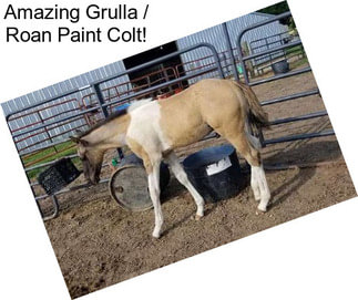 Amazing Grulla / Roan Paint Colt!