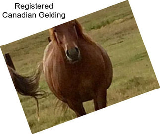 Registered Canadian Gelding