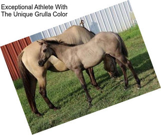 Exceptional Athlete With The Unique Grulla Color