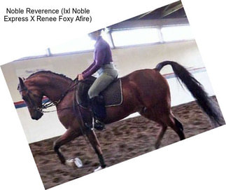 Noble Reverence (Ixl Noble Express X Renee Foxy Afire)
