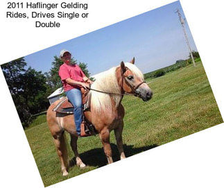 2011 Haflinger Gelding Rides, Drives Single or Double