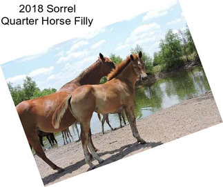 2018 Sorrel Quarter Horse Filly