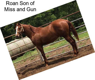 Roan Son of Miss and Gun