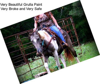 Very Beautiful Grulla Paint Very Broke and Very Safe
