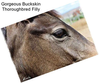 Gorgeous Buckskin Thoroughbred Filly