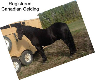 Registered Canadian Gelding