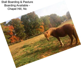 Stall Boarding & Pasture Boarding Available - Chapel Hill, Nc