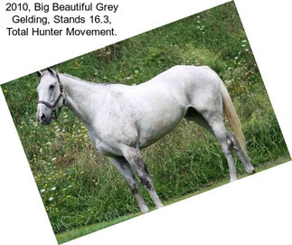 2010, Big Beautiful Grey Gelding, Stands 16.3, Total Hunter Movement.
