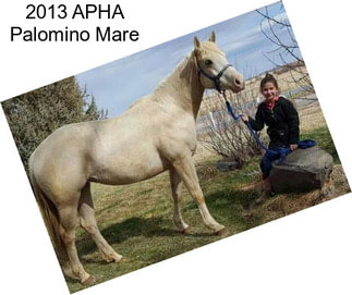 2013 APHA Palomino Mare