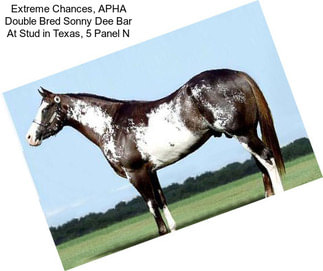 Extreme Chances, APHA Double Bred Sonny Dee Bar At Stud in Texas, 5 Panel N