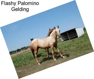 Flashy Palomino Gelding