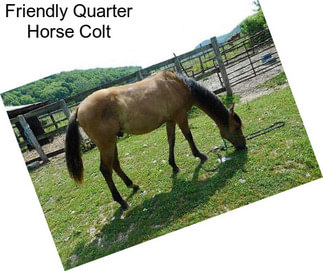 Friendly Quarter Horse Colt