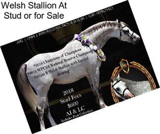 Welsh Stallion At Stud or for Sale