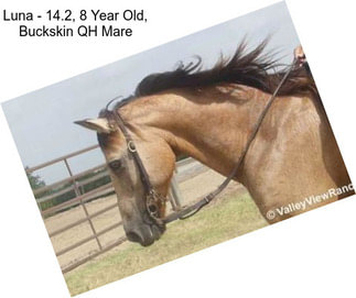 Luna - 14.2, 8 Year Old, Buckskin QH Mare