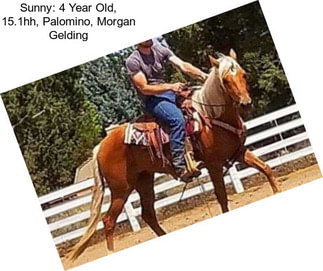 Sunny: 4 Year Old, 15.1hh, Palomino, Morgan Gelding