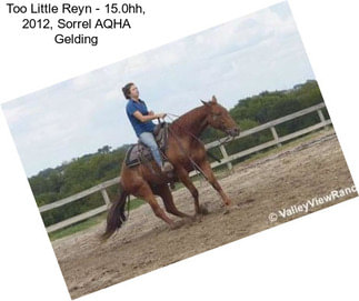 Too Little Reyn - 15.0hh, 2012, Sorrel AQHA Gelding