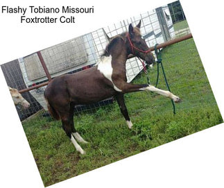 Flashy Tobiano Missouri Foxtrotter Colt