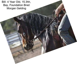 Bill: 4 Year Old, 15.3hh, Bay, Foundation Bred Morgan Gelding