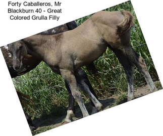 Forty Caballeros, Mr Blackburn 40 - Great Colored Grulla Filly