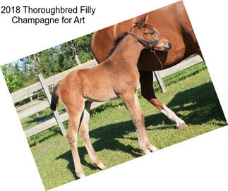 2018 Thoroughbred Filly \