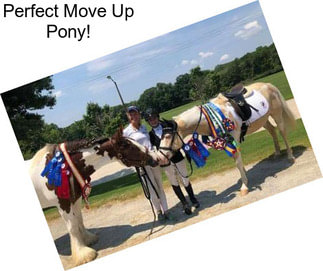 Perfect Move Up Pony!