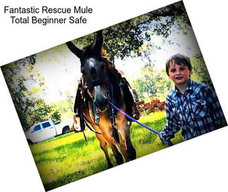 Fantastic Rescue Mule Total Beginner Safe
