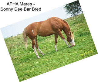 APHA Mares - Sonny Dee Bar Bred