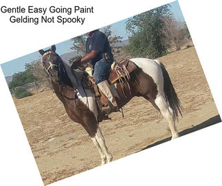 Gentle Easy Going Paint Gelding Not Spooky