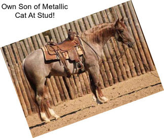 Own Son of Metallic Cat At Stud!