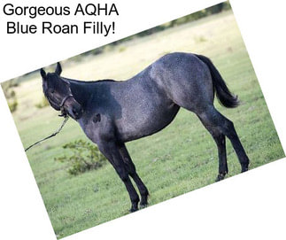 Gorgeous AQHA Blue Roan Filly!