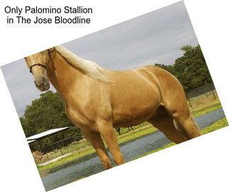 Only Palomino Stallion in The Jose Bloodline