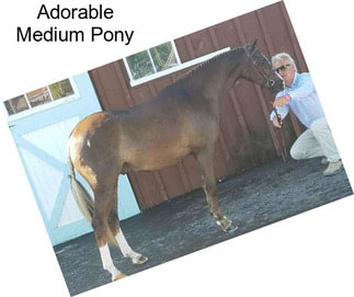 Adorable Medium Pony