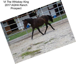 Vt The Whiskey King 2017 AQHA Ranch Prospect