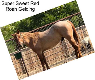 Super Sweet Red Roan Gelding