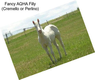 Fancy AQHA Filly (Cremello or Perlino)