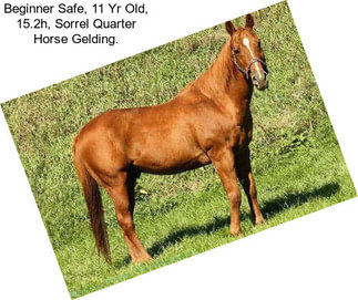 Beginner Safe, 11 Yr Old, 15.2h, Sorrel Quarter Horse Gelding.