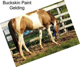 Buckskin Paint Gelding