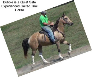 Bubble is a Quiet Safe Experienced Gaited Trial Horse