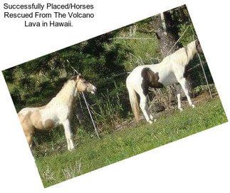 Successfully Placed/Horses Rescued From The Volcano Lava in Hawaii.